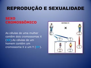 REPRODUÇÃO E SEXUALIDADE
SEXO
CROMOSSÔMICO
As células de uma mulher
contêm dois cromossomas X
(XX).As células de um
homem contêm um
cromossoma X e um Y (XY).
 