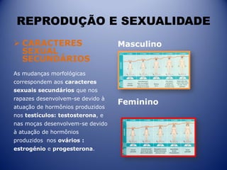 REPRODUÇÃO E SEXUALIDADE
 CARACTERES
SEXUAL
SECUNDÁRIOS
As mudanças morfológicas
correspondem aos caracteres
sexuais secundários que nos
rapazes desenvolvem-se devido à
atuação de hormônios produzidos
nos testículos: testosterona, e
nas moças desenvolvem-se devido
à atuação de hormônios
produzidos nos ovários :
estrogénio e progesterona.
Masculino
Feminino
 