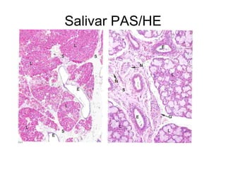 Salivar PAS/HE 