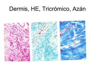 Dermis, HE, Tricrómico, Azán 