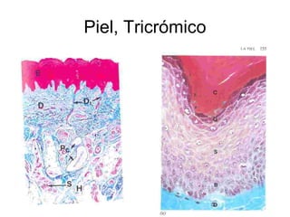 Piel, Tricrómico 