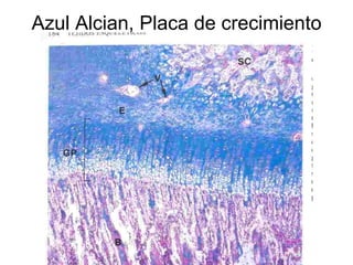 Azul Alcian, Placa de crecimiento 