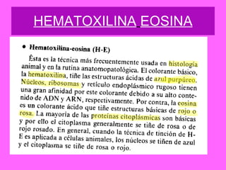 HEMATOXILINA   EOSINA 