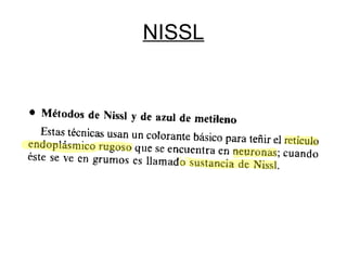 NISSL 