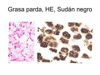 Grasa parda, HE, Sudán negro 