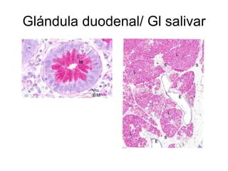 Glándula duodenal/ Gl salivar 