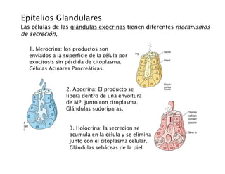 2 Tejido epitelial 2010.pdf
