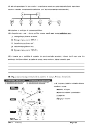 12.ºAno – 2.º Período Página 6/8
10. A árvore genealógica da figura 2 ilustra a transmissão hereditária dos grupos sanguíneos, segundo os
sistemas ABO e Rh, numa determinada família. (o Rh+
é dominante relativamente ao Rh-
)
10.1. Indique os genótipos de todos os indivíduos.
10.2. Suponha que o casal 7 e 8 teve um filho. Indique, justificando, qual a opção incorrecta.
(A) O seu genótipo pode ser AORh+Rh-.
(B) O seu genótipo pode ser BORh- R h-.
(C) O seu fenótipo pode ser ARh+.
(D) O seu fenótipo pode ser ORh-.
(E) O seu genótipo pode ser AORh-Rh-.
10.3. Imagine que o indivíduo 6 necessita de uma transfusão sanguínea. Indique, justificando, qual dos
elementos da família poderia ser dador de sangue. Tenha em conta apenas o sistema ABO.
___________________________________________________________________________________________
___________________________________________________________________________________________
___________________________________________________________________________________________
___________________________________________________________________________________________
11. A figura representa esquematicamente os trabalhos de Morgan. Analisa-a atentamente.
11.1. Tendo em conta os resultados obtidos,
este é um caso de:
(A) Alelos múltiplos
(B) Hereditariedade ligada ao sexo
(C) Epistasia
(D) Ligação factorial
 