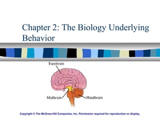 Chapter 2: The Biology Underlying
Behavior
Copyright © The McGraw-Hill Companies, Inc. Permission required for reproduction or display.
 