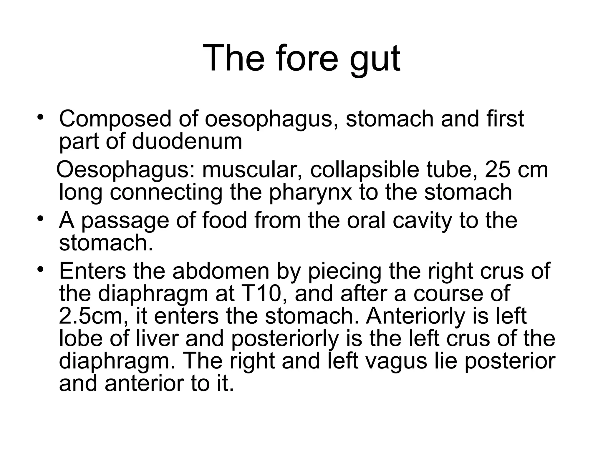 The fore gut
• Composed of oesophagus, stomach and first
part of duodenum
Oesophagus: muscular, collapsible tube, 25 cm
long connecting the pharynx to the stomach
• A passage of food from the oral cavity to the
stomach.
• Enters the abdomen by piecing the right crus of
the diaphragm at T10, and after a course of
2.5cm, it enters the stomach. Anteriorly is left
lobe of liver and posteriorly is the left crus of the
diaphragm. The right and left vagus lie posterior
and anterior to it.
 