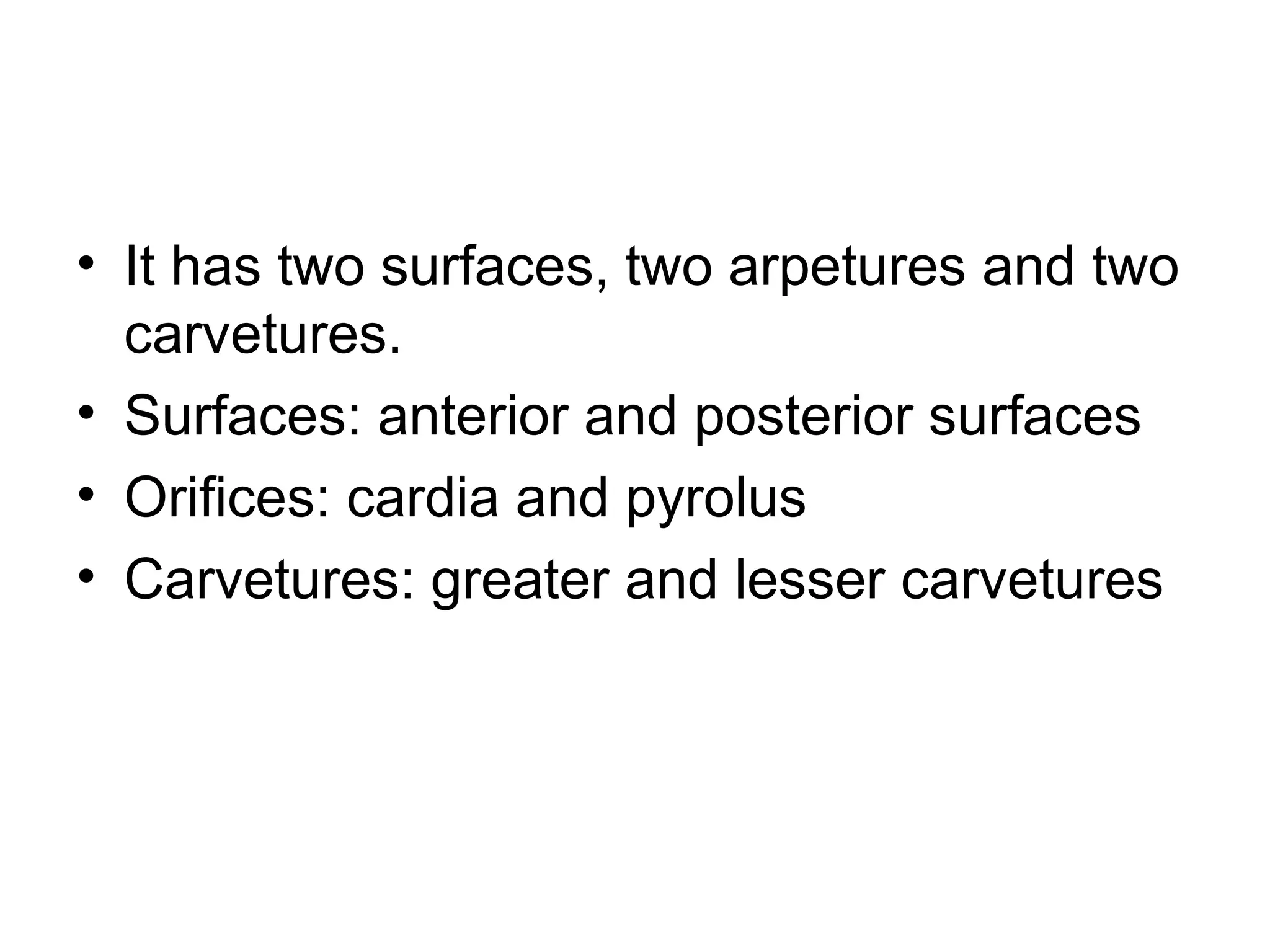 • It has two surfaces, two arpetures and two
carvetures.
• Surfaces: anterior and posterior surfaces
• Orifices: cardia and pyrolus
• Carvetures: greater and lesser carvetures
 