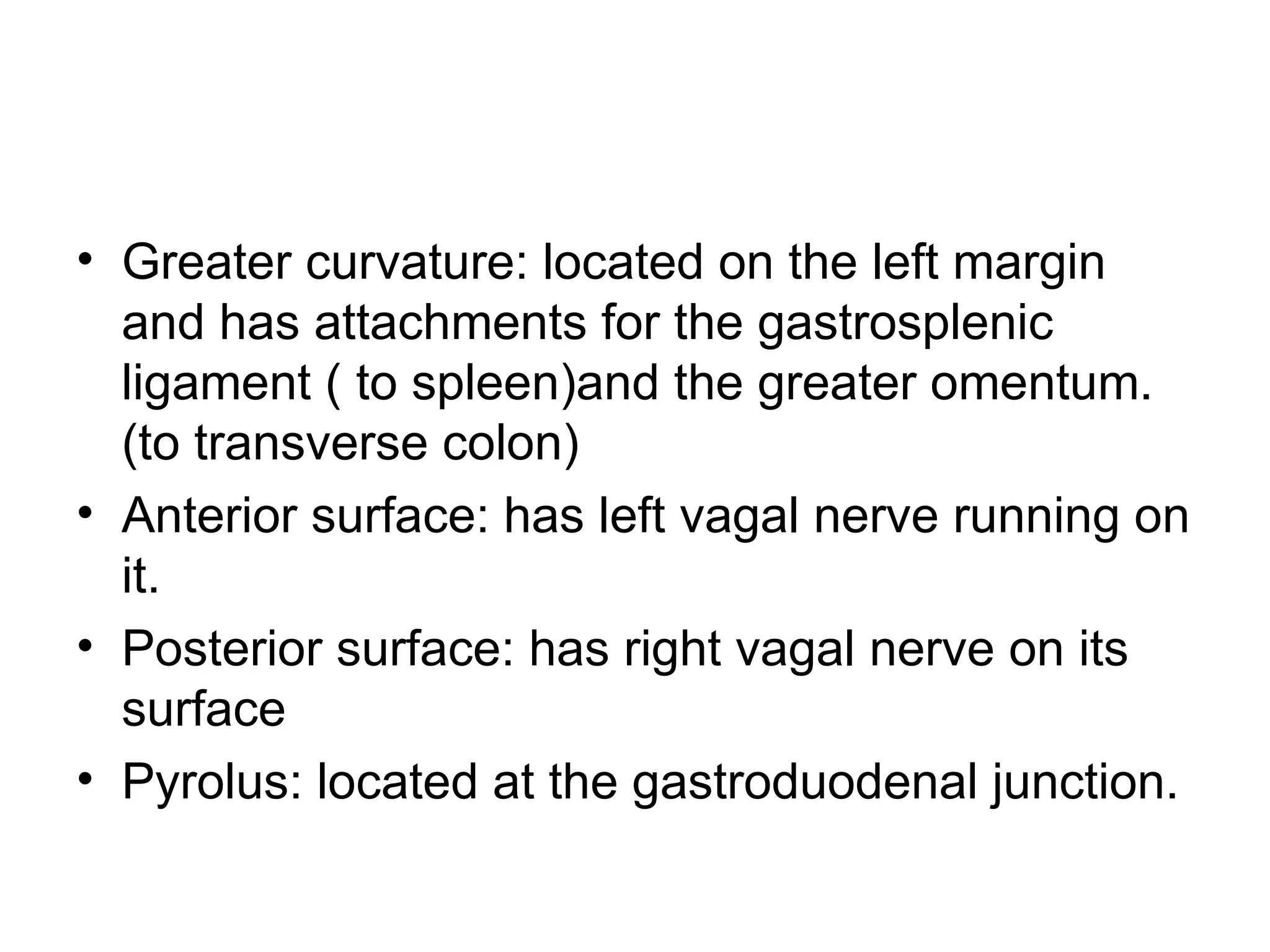 • Greater curvature: located on the left margin
and has attachments for the gastrosplenic
ligament ( to spleen)and the greater omentum.
(to transverse colon)
• Anterior surface: has left vagal nerve running on
it.
• Posterior surface: has right vagal nerve on its
surface
• Pyrolus: located at the gastroduodenal junction.
 