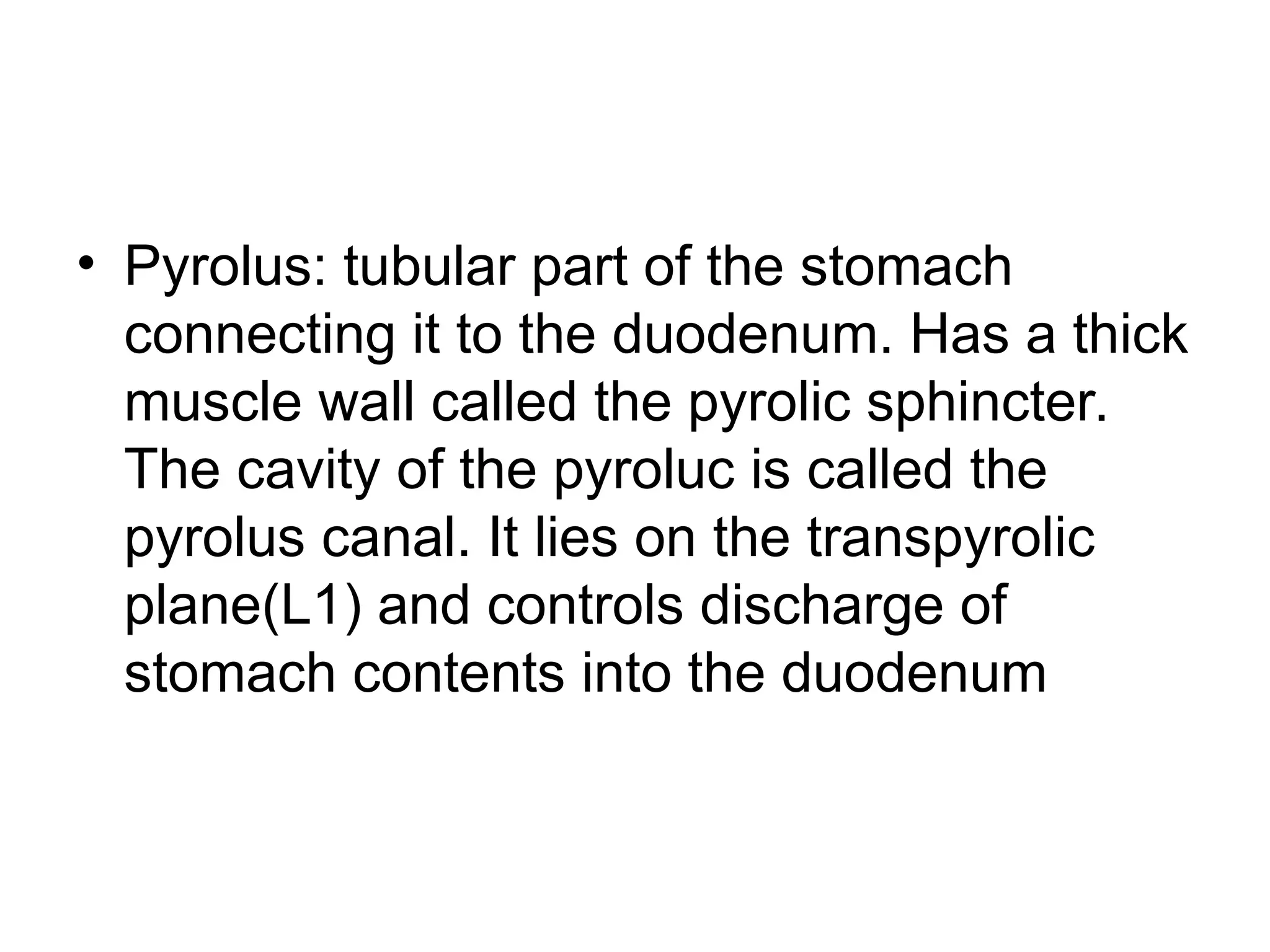• Pyrolus: tubular part of the stomach
connecting it to the duodenum. Has a thick
muscle wall called the pyrolic sphincter.
The cavity of the pyroluc is called the
pyrolus canal. It lies on the transpyrolic
plane(L1) and controls discharge of
stomach contents into the duodenum
 