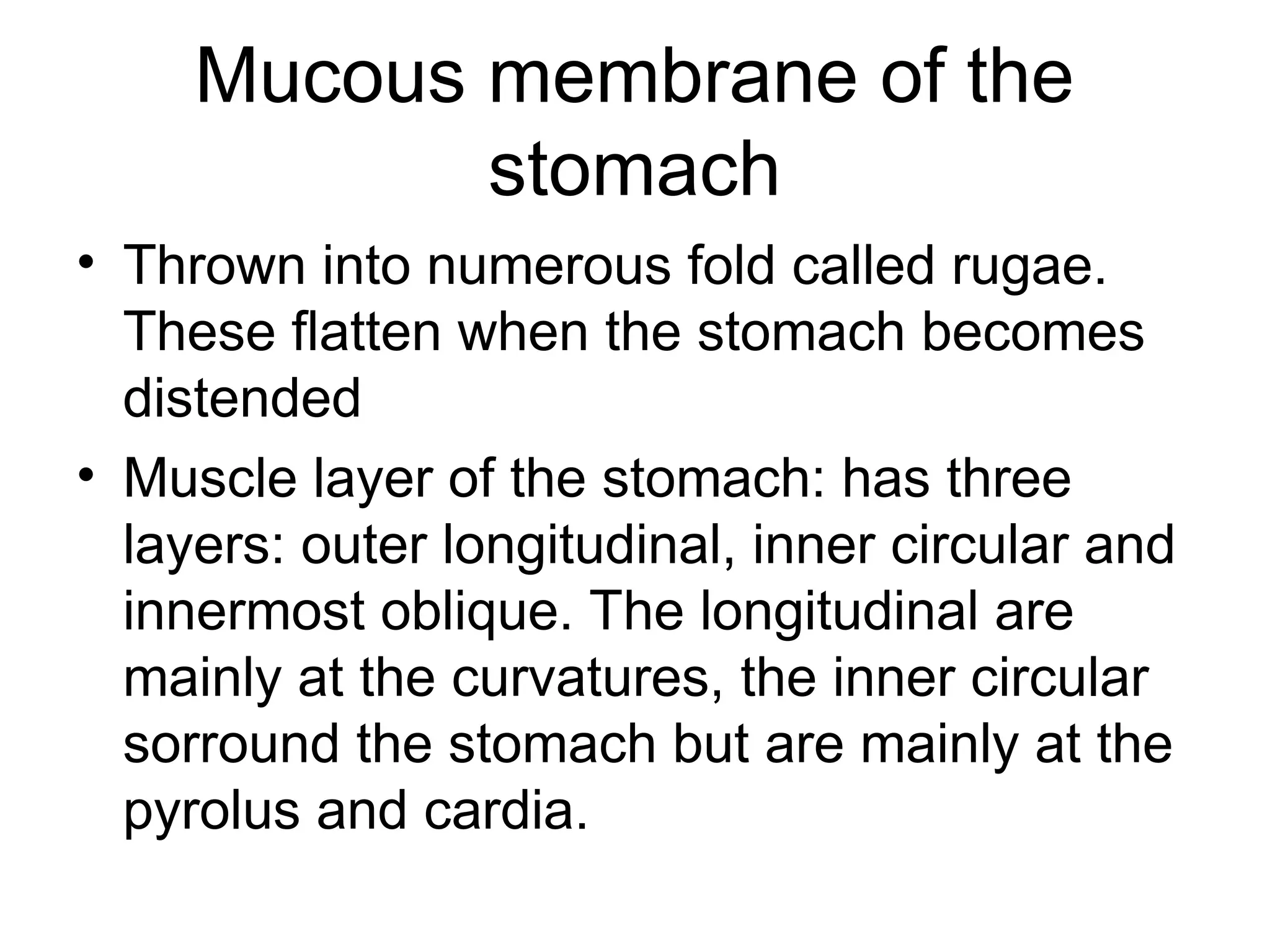 Mucous membrane of the
stomach
• Thrown into numerous fold called rugae.
These flatten when the stomach becomes
distended
• Muscle layer of the stomach: has three
layers: outer longitudinal, inner circular and
innermost oblique. The longitudinal are
mainly at the curvatures, the inner circular
sorround the stomach but are mainly at the
pyrolus and cardia.
 