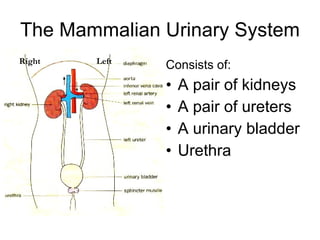 The Mammalian Urinary System ,[object Object],[object Object],[object Object],[object Object],[object Object],Left Right 