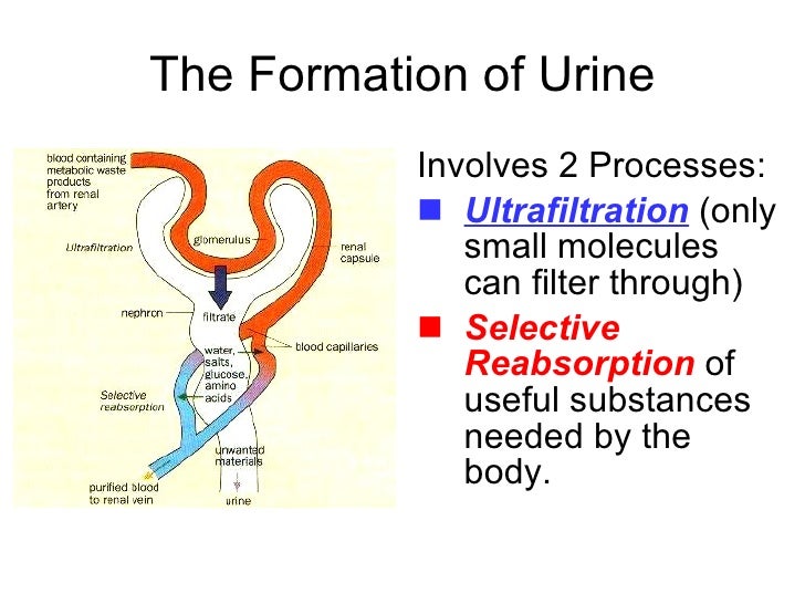 Chapter 11 Excretion Lesson 2 The Mammalian Urinary System