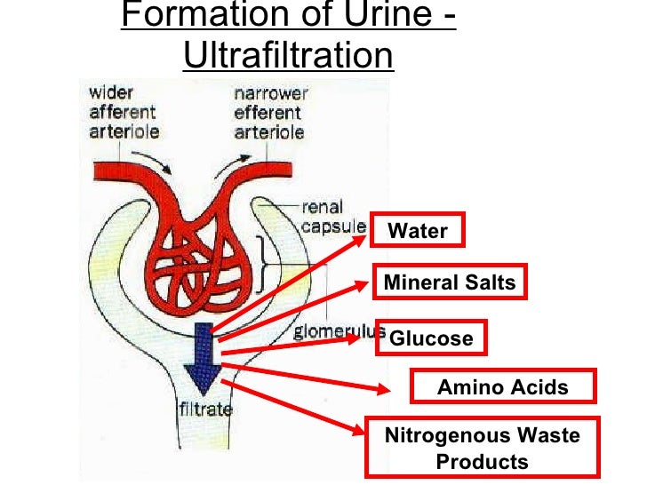 Chapter 11 Excretion Lesson 2 The Mammalian Urinary System
