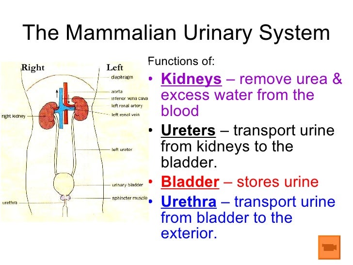 Chapter 11 Excretion Lesson 2 - The Mammalian Urinary System