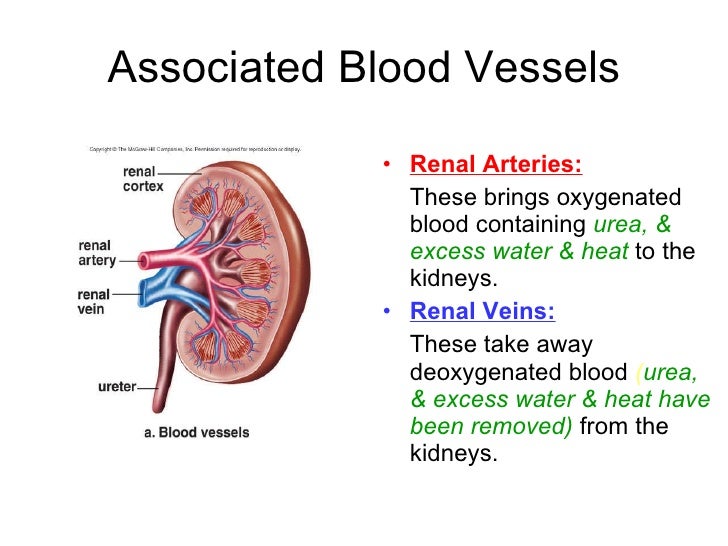 Chapter 11 Excretion Lesson 2 - The Mammalian Urinary System