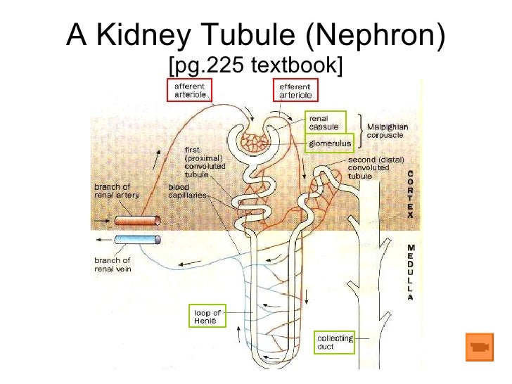 Chapter 11 Excretion Lesson 2 - The Mammalian Urinary System