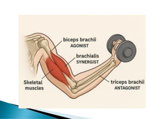 Comprehensive Overview of the Neuromuscular System: Muscles and Nervous ...