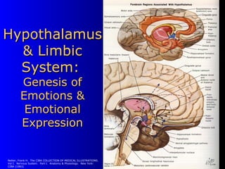 2 The Sexual Brain PPT 2-the-sexual-brain-ppt