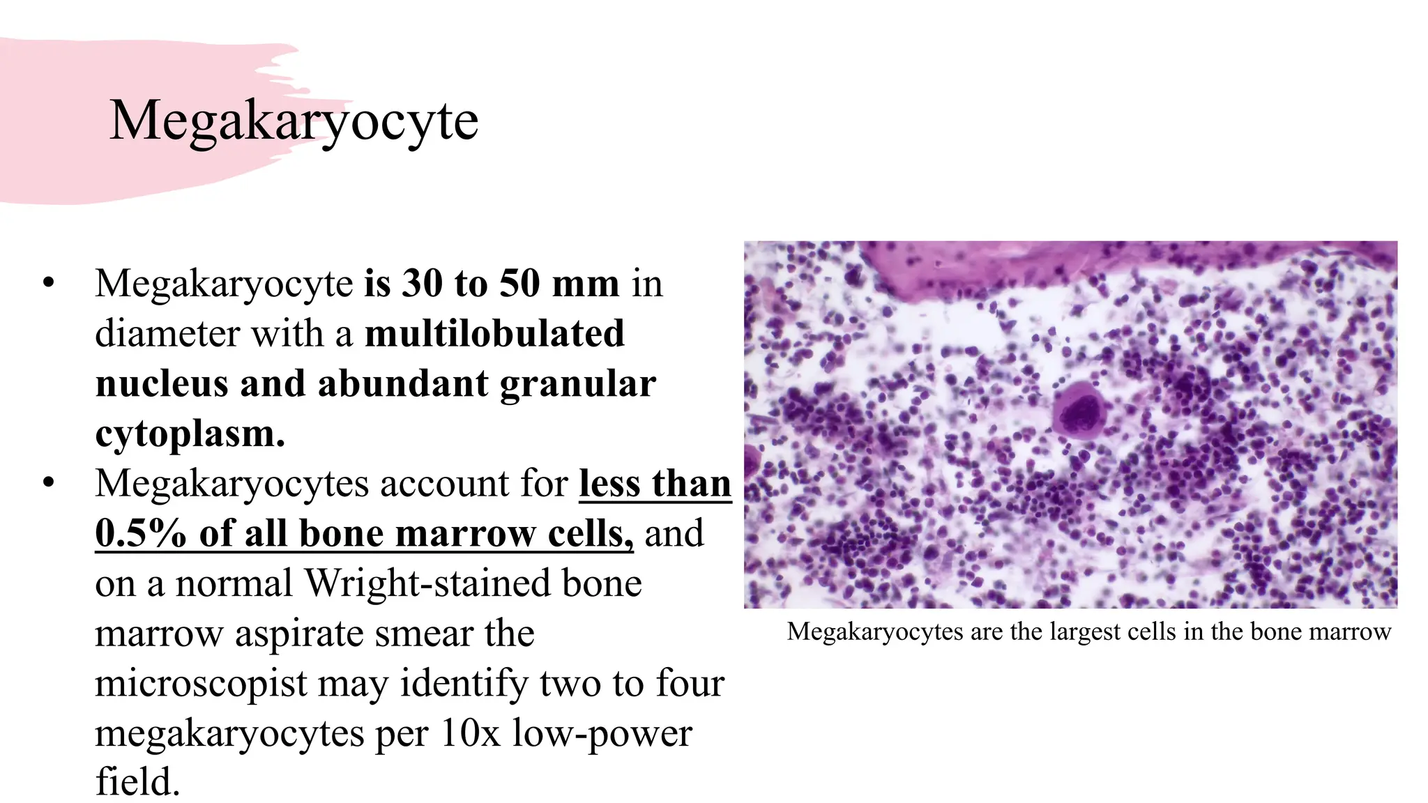 Thrombocytes and Thrombopoiesisand Thrombopoiesis | PDF
