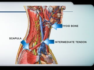 Company Logo
SCAPULA
HYOID BONE
INTERMEDIATE TENDON
 