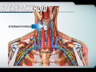 Company Logo
STERNUM
STERNOTHYROID
 