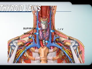 Company Logo
INFERIOR
MIDDLE
SUPIRIOR I J V
 