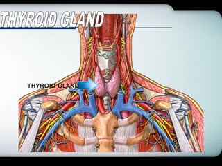 Company Logo
THYROID GLAND
 