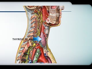 Company Logo
THYROID GLAND
 