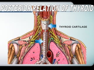 Company Logo
TRACHEA
THYROID CARTILAGE
 