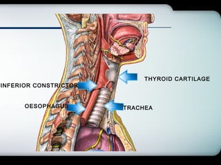 Company Logo
TRACHEA
THYROID CARTILAGE
INFERIOR CONSTRICTOR
OESOPHAGUS
 