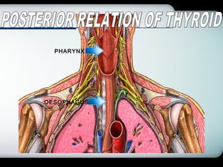 Company Logo
OESOPHAGUS
PHARYNX
 
