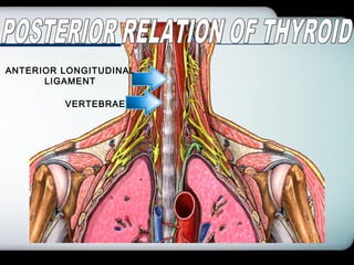 Company Logo
VERTEBRAE
ANTERIOR LONGITUDINAL
LIGAMENT
 