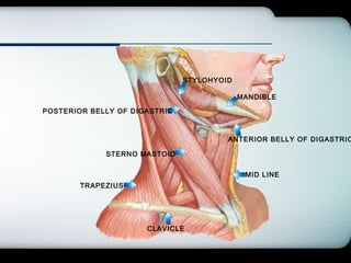 Company Logo
STERNO MASTOID
POSTERIOR BELLY OF DIGASTRIC
ANTERIOR BELLY OF DIGASTRIC
CLAVICLE
MANDIBLE
MID LINE
TRAPEZIUS
STYLOHYOID
 