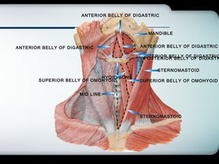 Company Logo
ANTERIOR BELLY OF DIGASTRIC
MANDIBLE
POSTERIOR BELLY OF DIGASTRIC
ANTERIOR BELLY OF DIGASTRIC
HYOID BONE
ANTERIOR BELLY OF DIGASTRIC
STERNOMASTOID
SUPERIOR BELLY OF OMOHYOID
POSTERIOR BELLY OF DIGASTR
MID LINE
STERNOMASTOID
SUPERIOR BELLY OF OMOHYOID
 