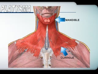Company Logo
MANDIBLE
CLAVICLE
 