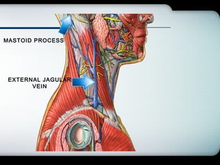 Company Logo
MASTOID PROCESS
EXTERNAL JAGULAR
VEIN
 