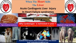 When The Heart Kills
The Liver
Acute Cardiogenic Liver Injury
In Heart Failure syndromes
Why Cardiologist is inetrested in Liver ?
Acute heart failure ( small heart ) verses Chronic HF ( big heart)
Asadullah Khan Soomro, Adult Cardiologist KAMC Holy Makkah
Email: hssbasadsoomto@gmail.com
Tiger is Small but treacherous Elephant is Huge but Pliant
 