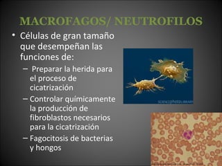 MACROFAGOS/ NEUTROFILOS
• Células de gran tamaño
  que desempeñan las
  funciones de:
  – Preparar la herida para
    el proceso de
    cicatrización
  – Controlar químicamente
    la producción de
    fibroblastos necesarios
    para la cicatrización
  – Fagocitosis de bacterias
    y hongos
 