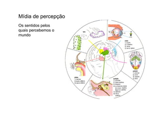 Mídia de percepção Os sentidos pelos quais percebemos o mundo 