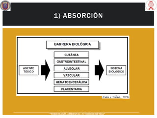 1) ABSORCIÓN
“TOXICOLOGÍA AMBIENTAL: 2) TOXICOCINÉTICA"
 