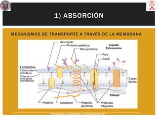 1) ABSORCIÓN
MECANISMOS DE TRANSPORTE A TRAVÉS DE LA MEMBRANA
“TOXICOLOGÍA AMBIENTAL: 2) TOXICOCINÉTICA"
 