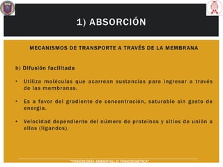 1) ABSORCIÓN
MECANISMOS DE TRANSPORTE A TRAVÉS DE LA MEMBRANA
b) Difusión facilitada
• Utiliza moléculas que acarrean sustancias para ingresar a través
de las membranas.
• Es a favor del gradiente de concentración, saturable sin gasto de
energía.
• Velocidad dependiente del número de proteínas y sitios de unión a
ellas (ligandos).
“TOXICOLOGÍA AMBIENTAL: 2) TOXICOCINÉTICA"
 
