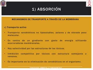 1) ABSORCIÓN
MECANISMOS DE TRANSPORTE A TRAVÉS DE LA MEMBRANA
c) Transporte activo
• Transporta xenobióticos no liposolubles, polares y de elevado peso
molecular.
• En contra de un gradiente con gasto de energía utilizando
acarreradores membranales.
• Hay selectividad por las estructuras de los tóxicos.
• Inhibición competitiva por tóxicos con estructura semejante o
venenos.
• Es importante en la eliminación de xenobióticos en el organismo.
“TOXICOLOGÍA AMBIENTAL: 2) TOXICOCINÉTICA"
 