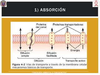 1) ABSORCIÓN
“TOXICOLOGÍA AMBIENTAL: 2) TOXICOCINÉTICA"
 