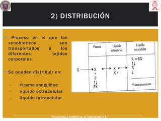  Proceso en el que los
xenobioticos son
transportados a los
diferentes tejidos
corporales.
 Se pueden distribuir en:
- Plasma sanguíneo
- líquido extracelular
- liquido intracelular
2) DISTRIBUCIÓN
“TOXICOLOGÍA AMBIENTAL: 2) TOXICOCINÉTICA"
 