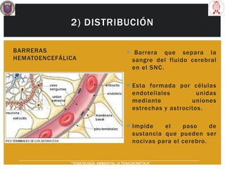 2) DISTRIBUCIÓN
BARRERAS
HEMATOENCEFÁLICA
 Barrera que separa la
sangre del fluido cerebral
en el SNC.
 Esta formada por células
endoteliales unidas
mediante uniones
estrechas y astrocitos.
 Impide el paso de
sustancia que pueden ser
nocivas para el cerebro.
“TOXICOLOGÍA AMBIENTAL: 2) TOXICOCINÉTICA"
 